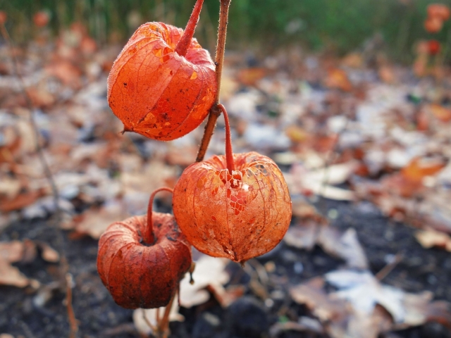 miechunka peruwiańska