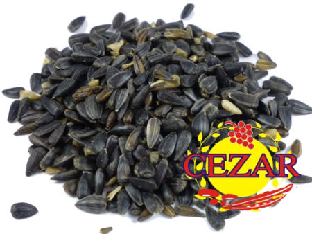 SŁONECZNIK CZARNY DROBNY