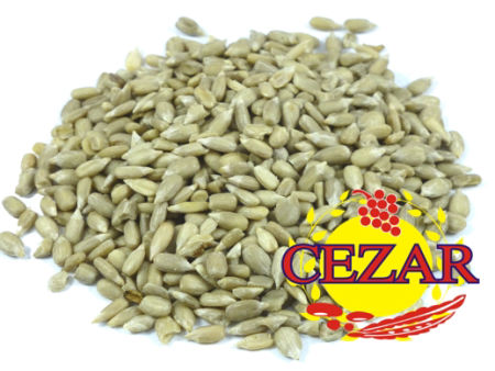 SŁONECZNIK ŁUSKANY