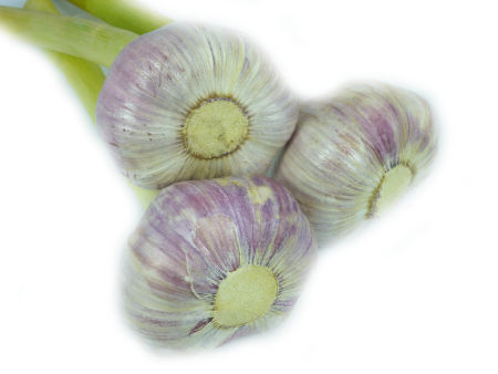 KRAJOWY POLSKI CZOSNEK 1 główka 