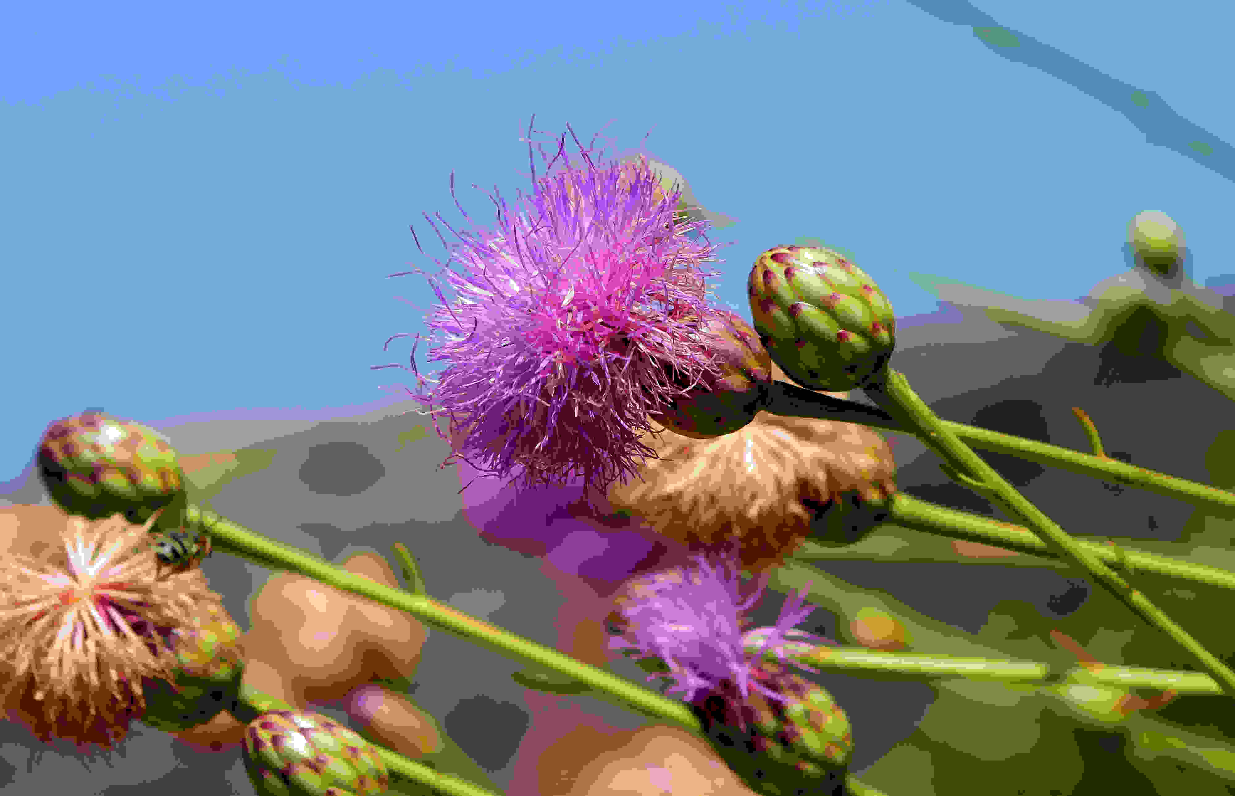 Ostropest plamisty - nasiona i roślina